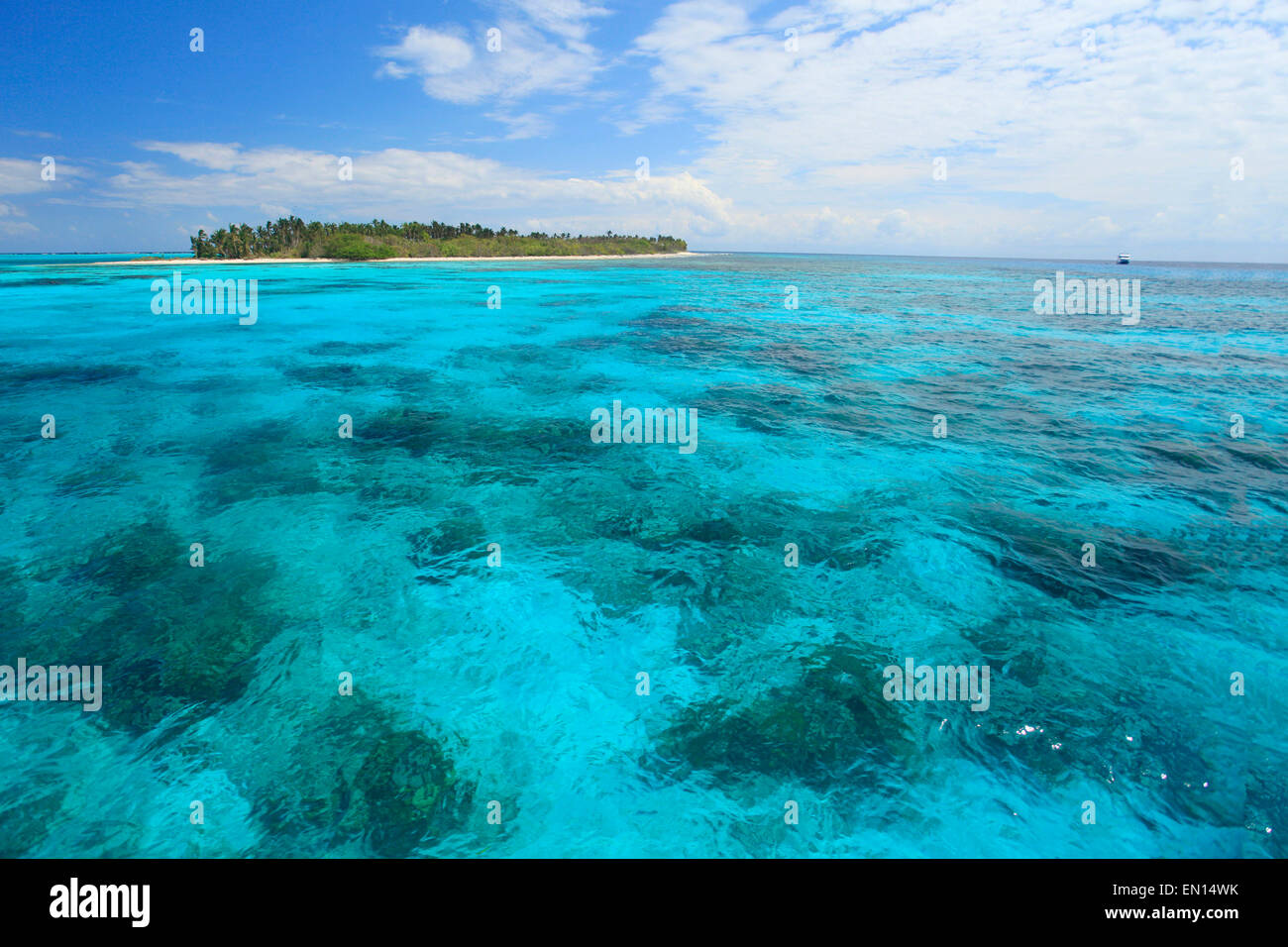 Half Moon Caye eine Insel mit dem Rest des Cordia sebestena Waldes, einer geschützten Korallenlagune, dem Barrier Reef Reserve, dem Lighthouse Reef Atoll, Belize Stockfoto