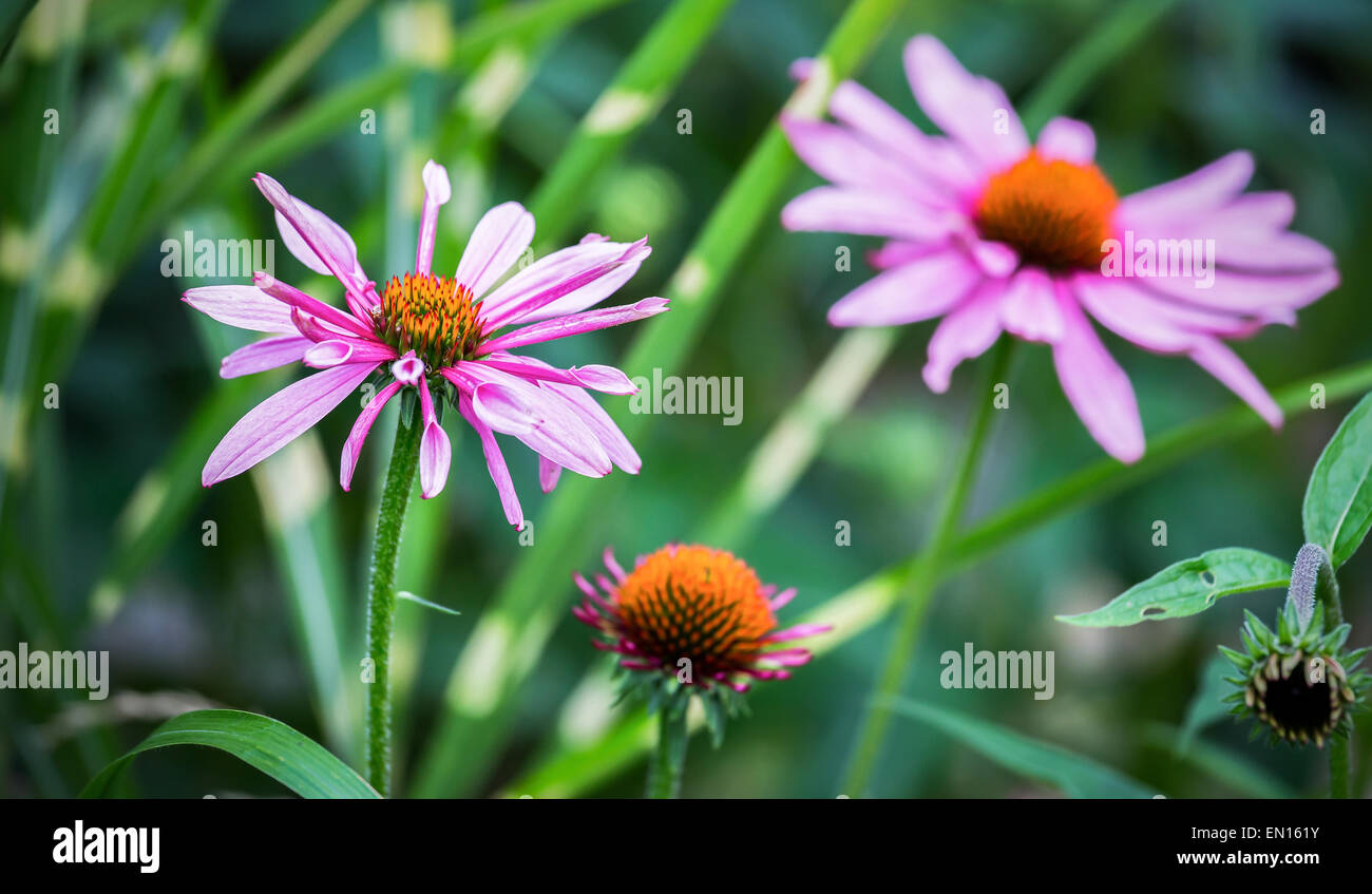 Nahaufnahme von lila Blüten in Echinacea (Kegel-Blumen) Stockfoto