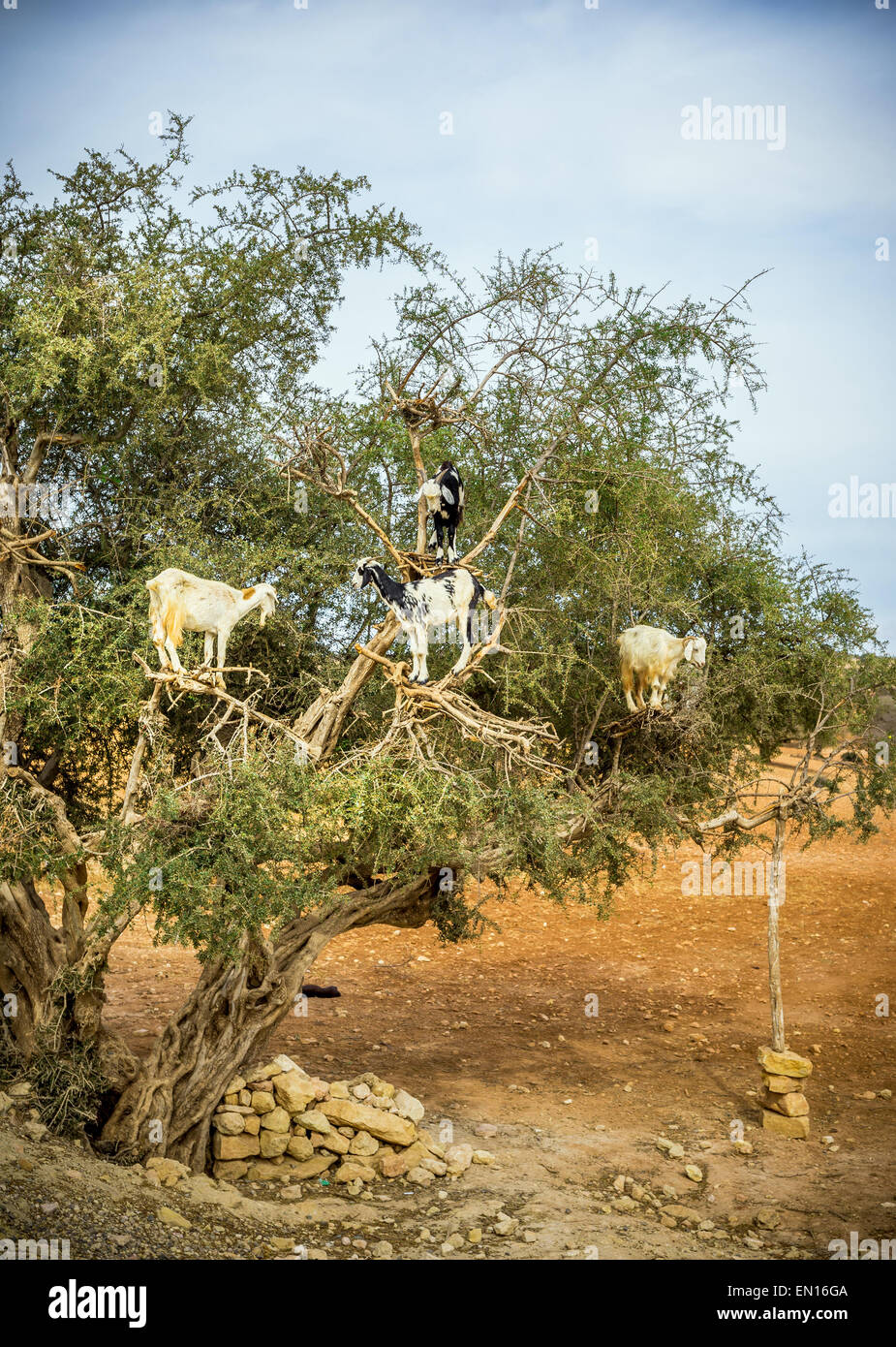 Ziegen fressen Arganbäume in Marokko Stockfoto