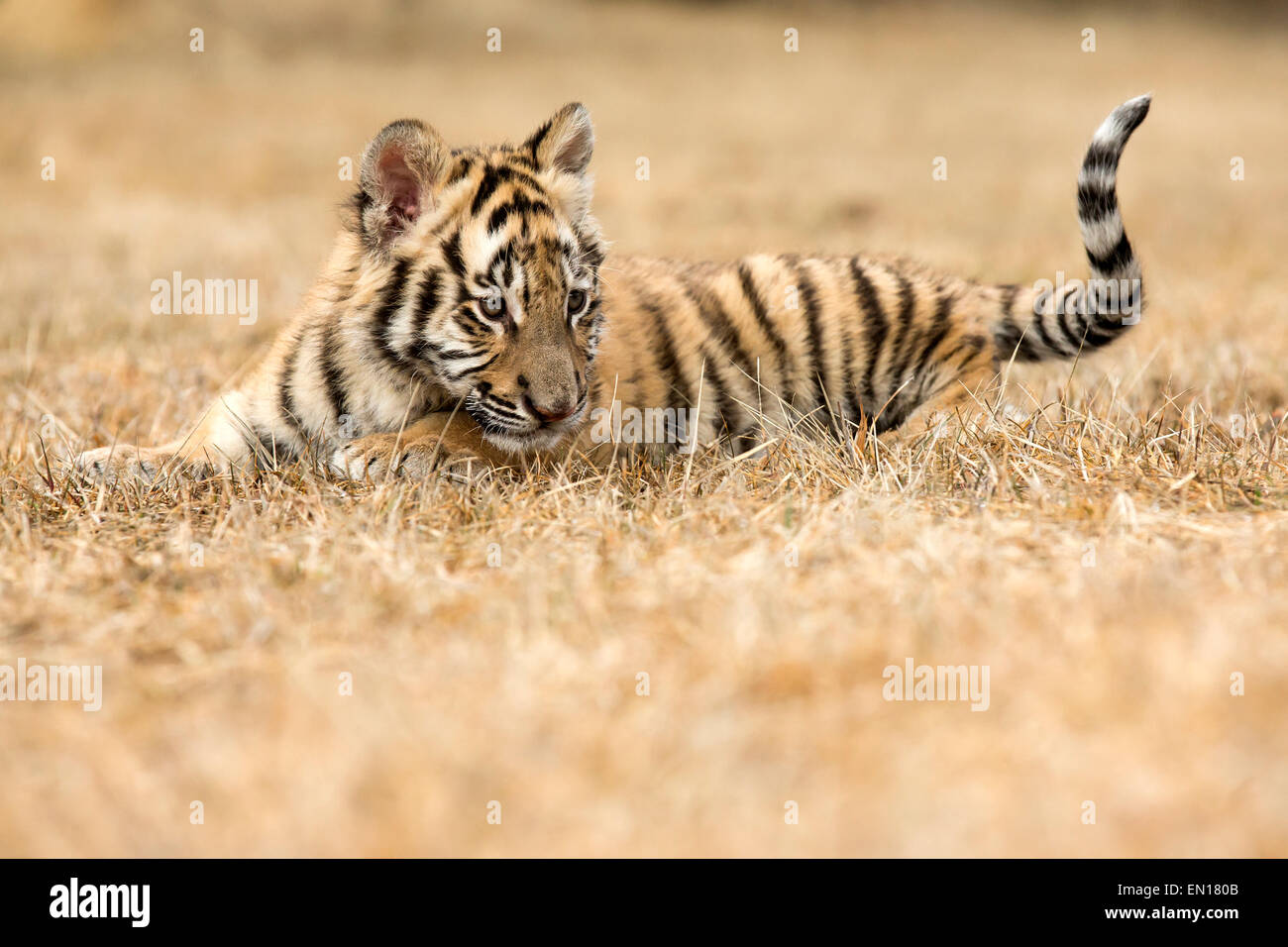Sibirische Tiger (Panthera Tigris Altaica) Cub spielen auf der Wiese Stockfoto