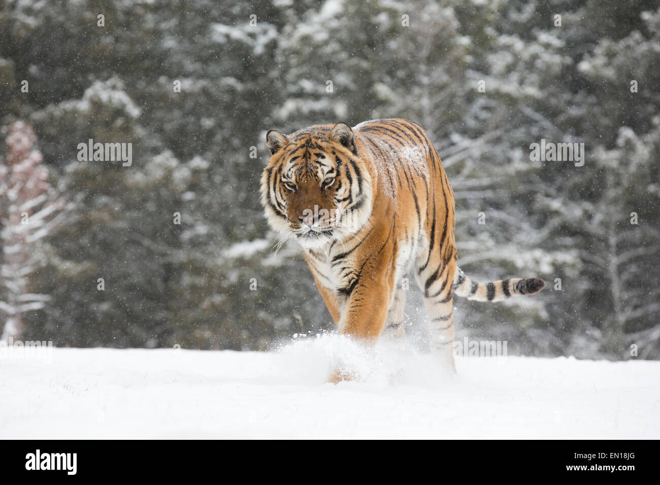 Sibirische Tiger (Panthera Tigris Altaica) Erwachsenen aus dem Wald durch den Schnee wandern Stockfoto