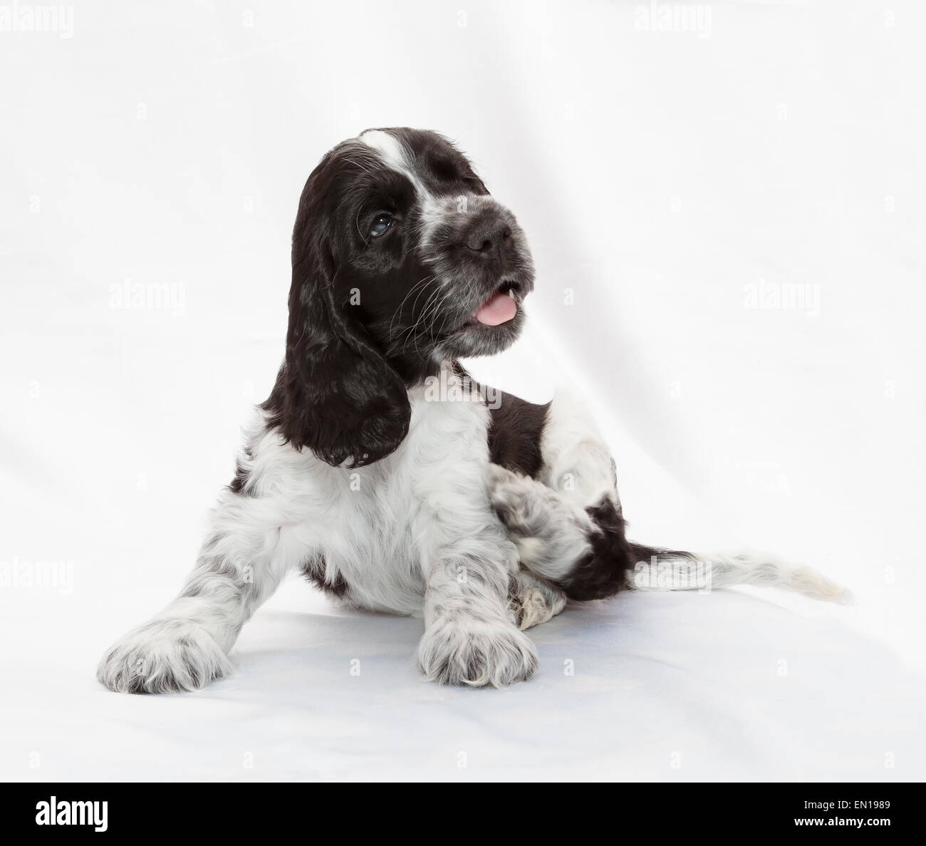 Englischer Cocker Spaniel Welpen. Sieben Wochen alt. Stockfoto