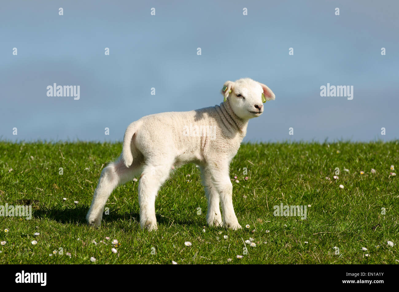 Lämmchen auf dem Deich entlang der niederländischen Küste Stockfoto