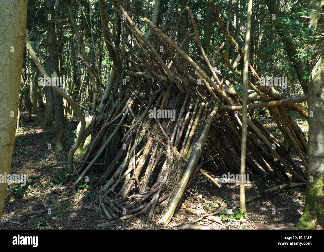 Leigh Woods in der Nähe von Bristol Website Radwege, Wanderwege, Höhlen und natürlich Bäume. Stockfoto