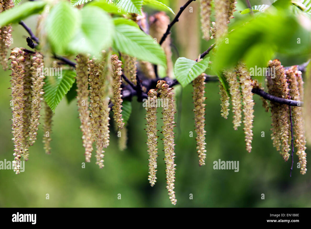 Hainbuche Carpinus betulus-Kätzchen Stockfoto