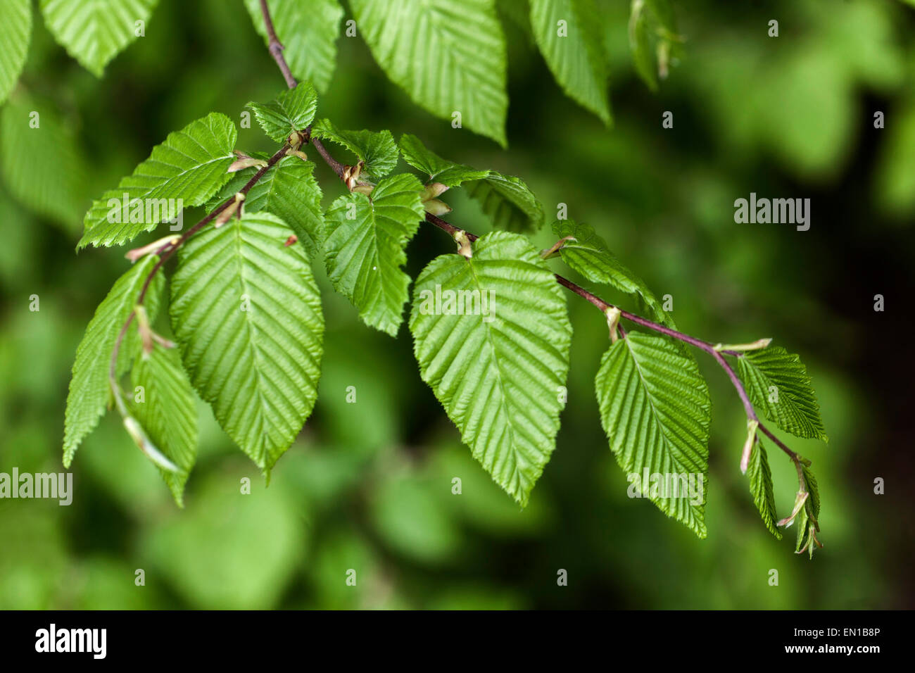 Hainbuche Carpinus Betulus neue frische Blätter Stockfoto