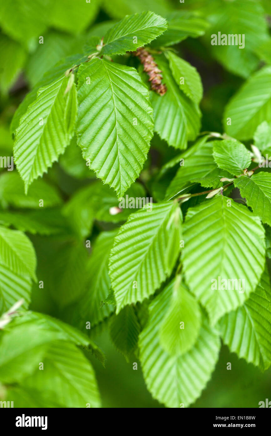 Hainbuche Blätter Laub Carpinus betulus Stockfoto