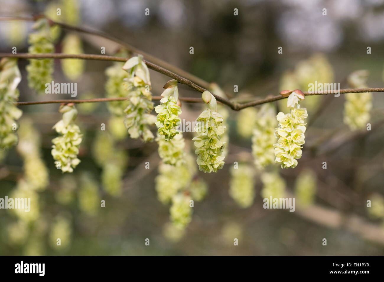 Corylopsis Sinensis var. Calvescens in einem englischen Garten. Stockfoto