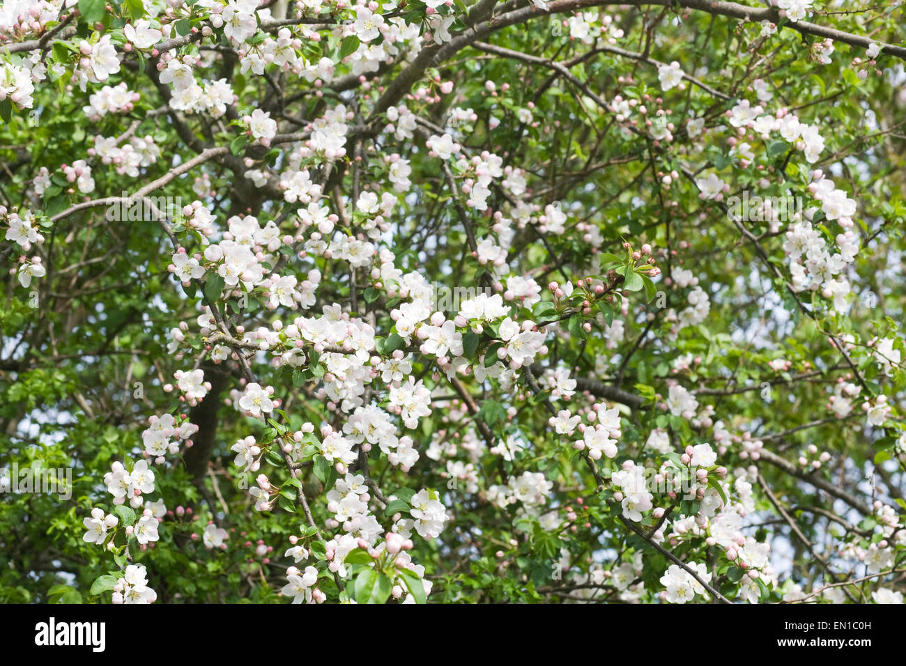 Malus. Crab Apple Blüte im Frühjahr. Stockfoto