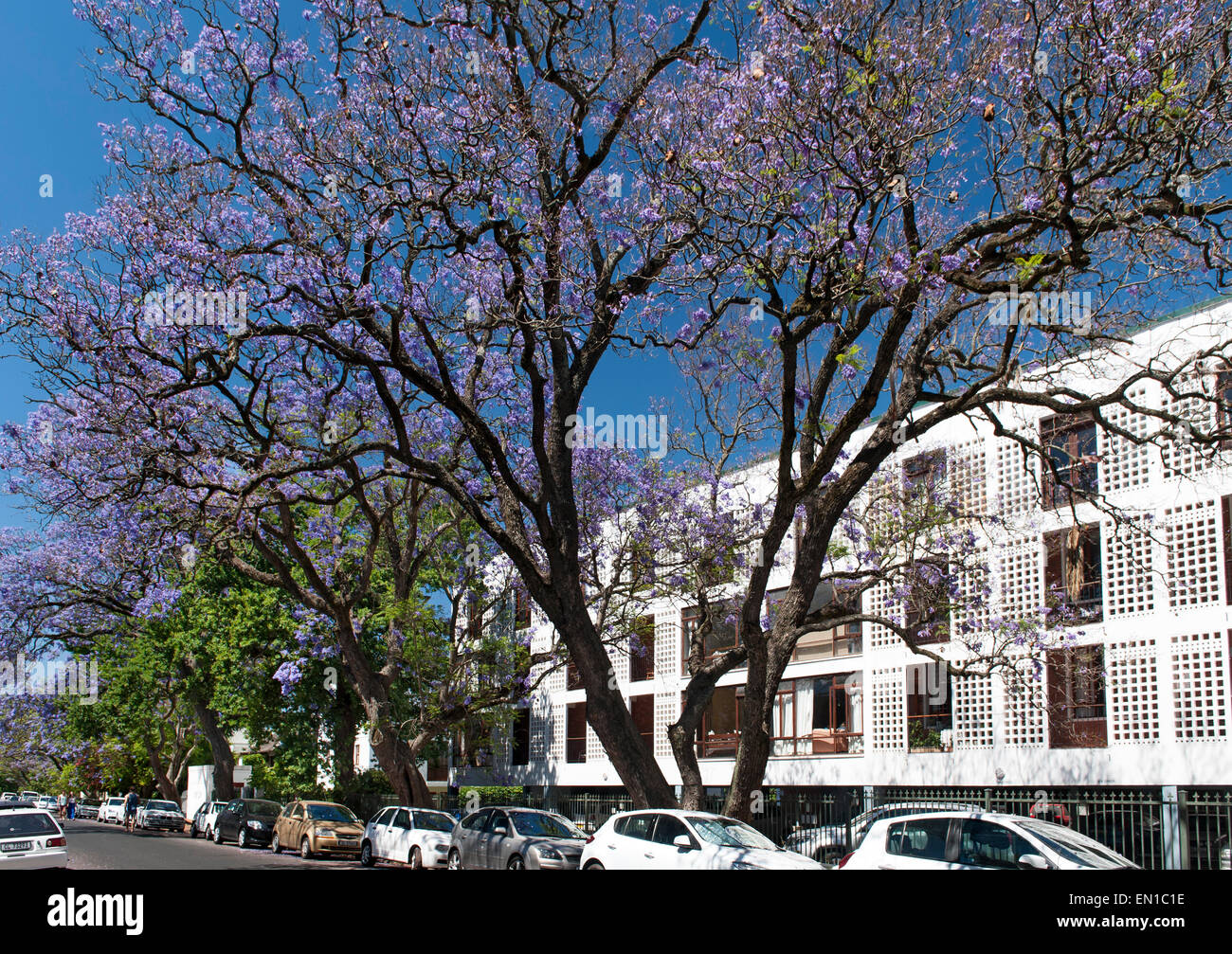 Jacaranda-Bäume in voller Blüte Helderberg unterwegs in der Stadt Stellenbosch in der Western Cape in Südafrika. Stockfoto