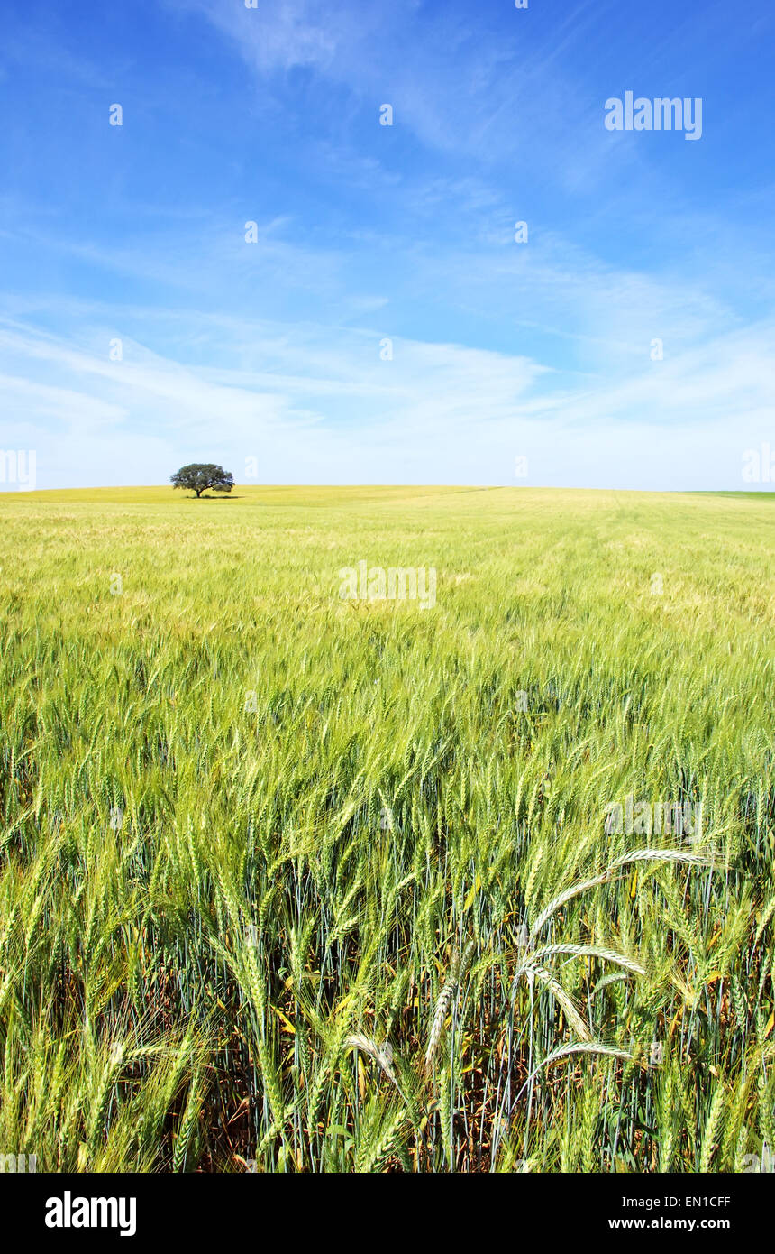 Eiche in einem Weizenfeld in Portugal. Stockfoto