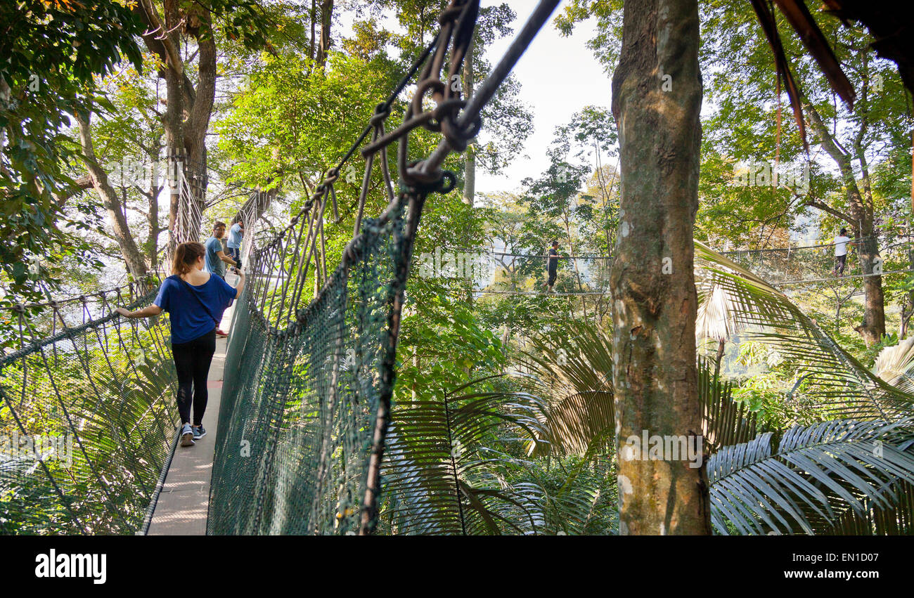 Wald überdachunggehweg, FRIM Bukit Lagong Waldreservat, Kepong, Malaysia Stockfoto