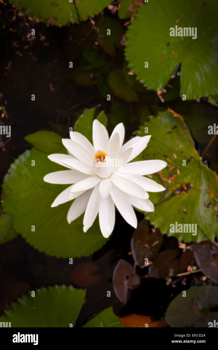 Weiße Seerose, Nymphaea SP. Thailand. Die Weiße Seerose ist die nationale Blume von Bangladesch Stockfoto