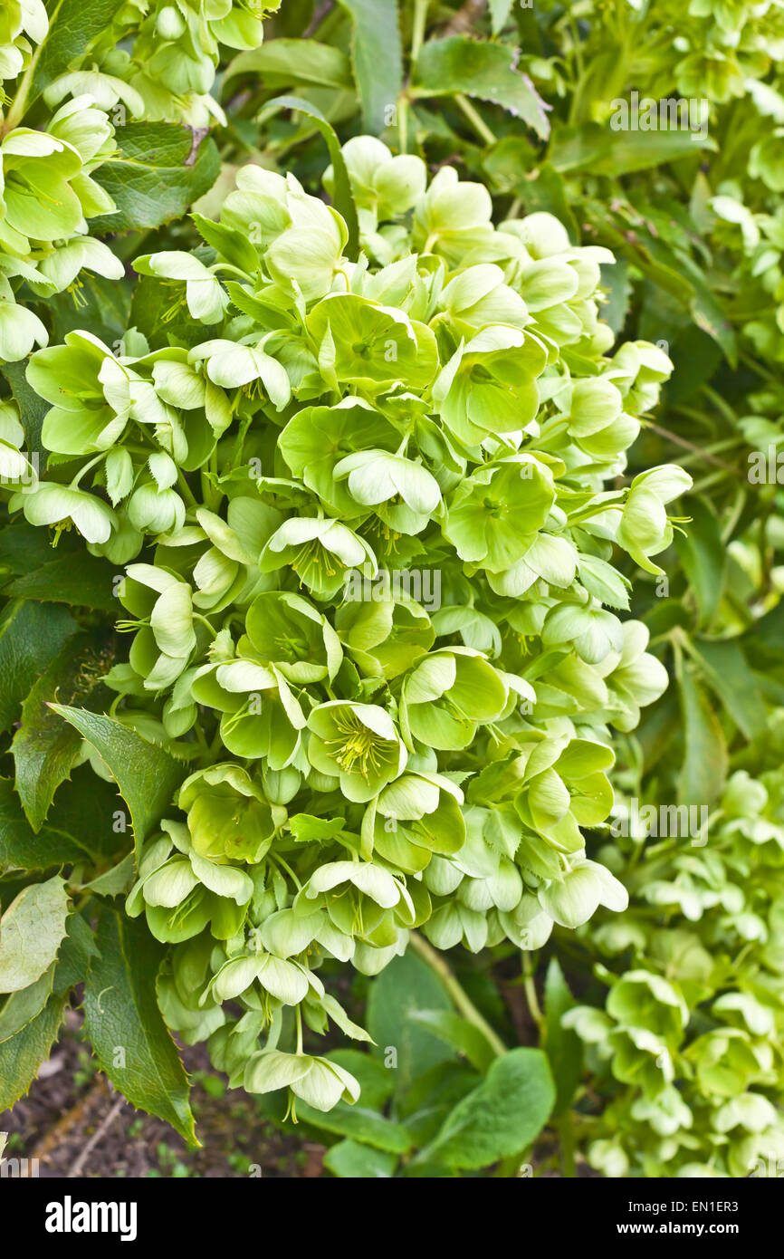Grüne Nieswurz (Christrose) in einem Garten. Stockfoto