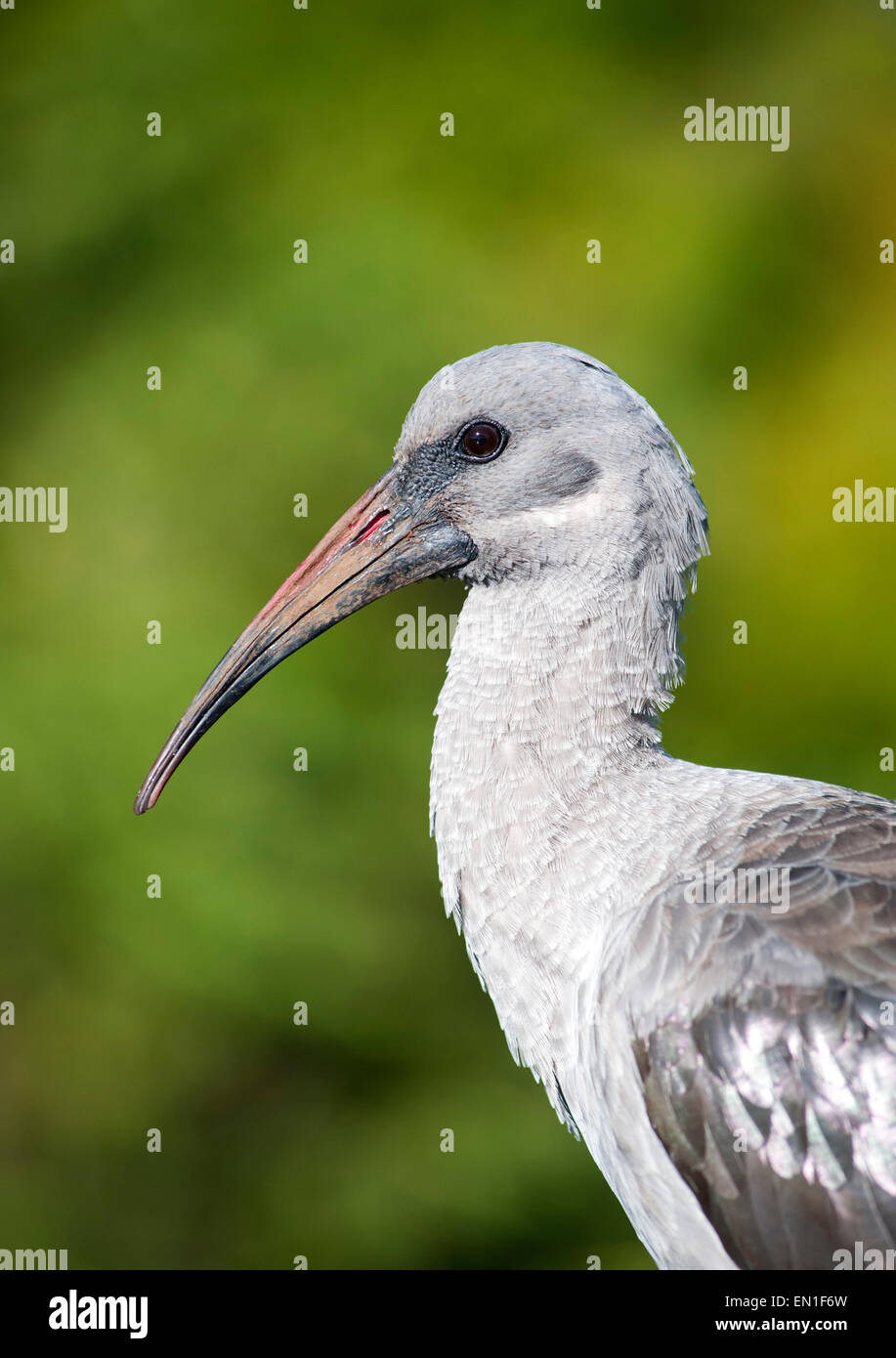 Hadeda Ibis (Bostrychia Hagedash) in Kirstenbosch Botanical Gardens in Kapstadt, Südafrika. Stockfoto