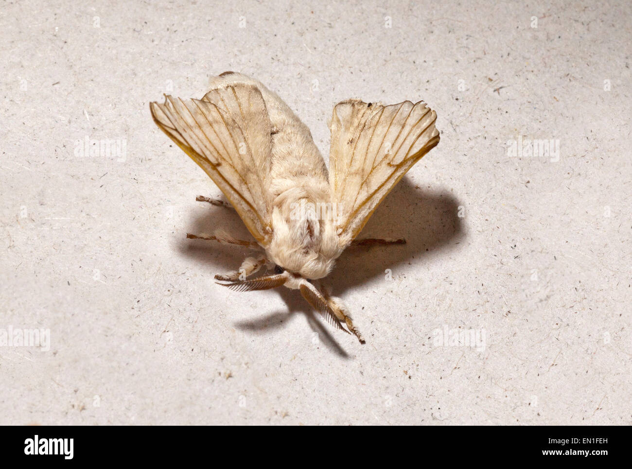 domestizierte Silkmoth, Bombyx Mori Chiang Mai, Thailand Stockfoto