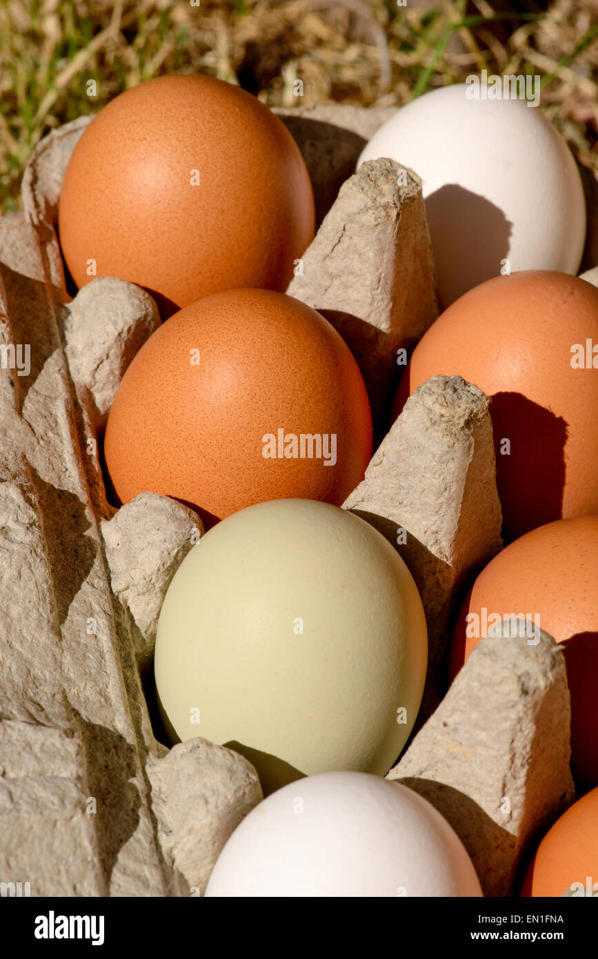 Eiern von Hühnern eine Schule werden von den Studierenden am Markt verkauft werden. Stockfoto