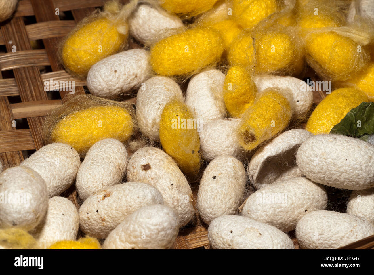 Seidenarbeiter, Chiang Mai, Thailand Stockfoto