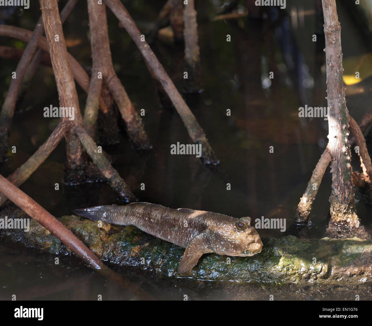 Riesige Schlammspringer, Periophthalmodon Schlosseri, sonnen sich auf einer Baumwurzel. Stockfoto