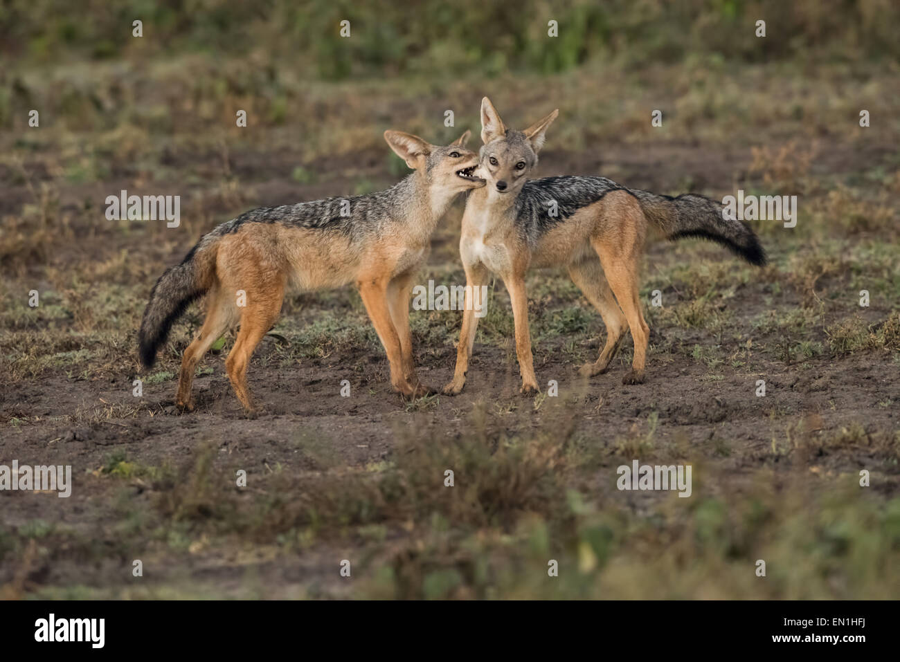 Zucht paar Black-backed Schakale. Stockfoto
