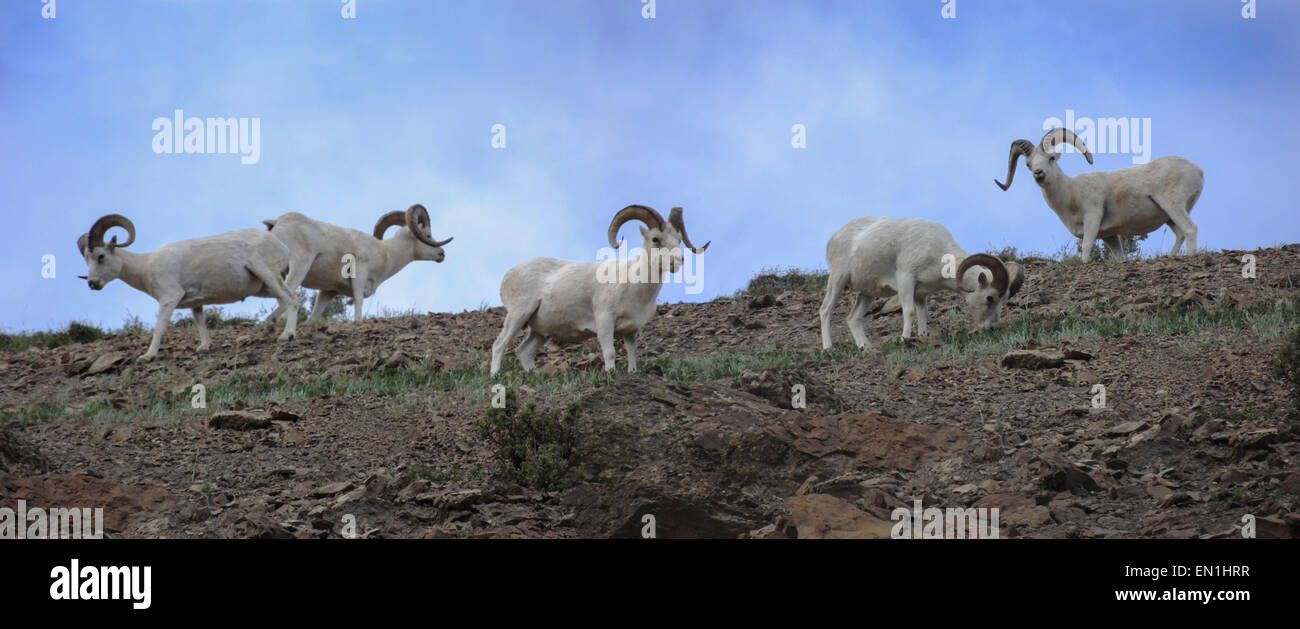 Dall-Schafe (Ovis Dalli) Rams Weiden auf einem Bergrücken oberhalb Polychrome Pass im Denali-Nationalpark, Alaska. Der Park war ursprünglich c Stockfoto