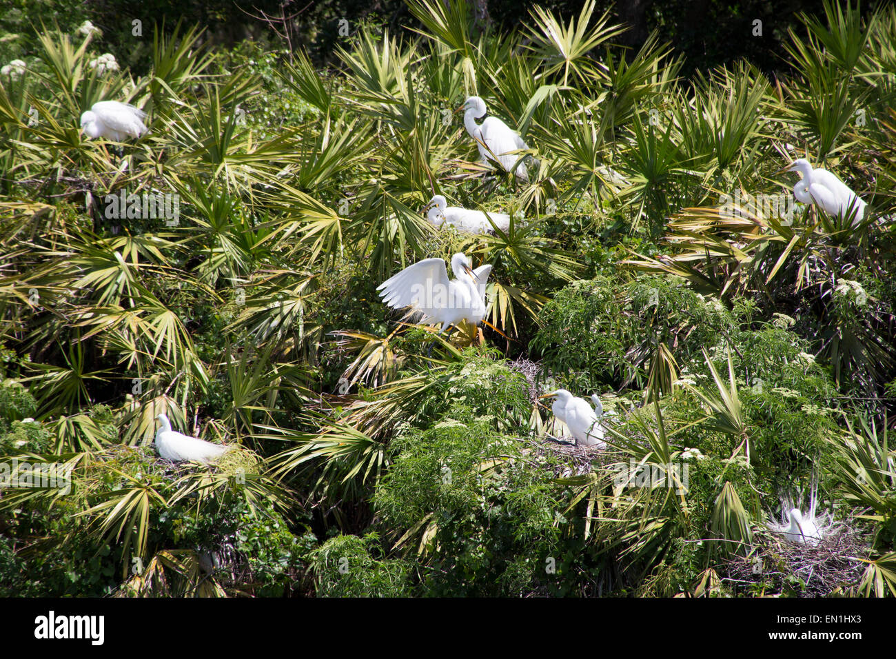 Silberreiher Vogel Rookery in Gatorland FL Stockfoto