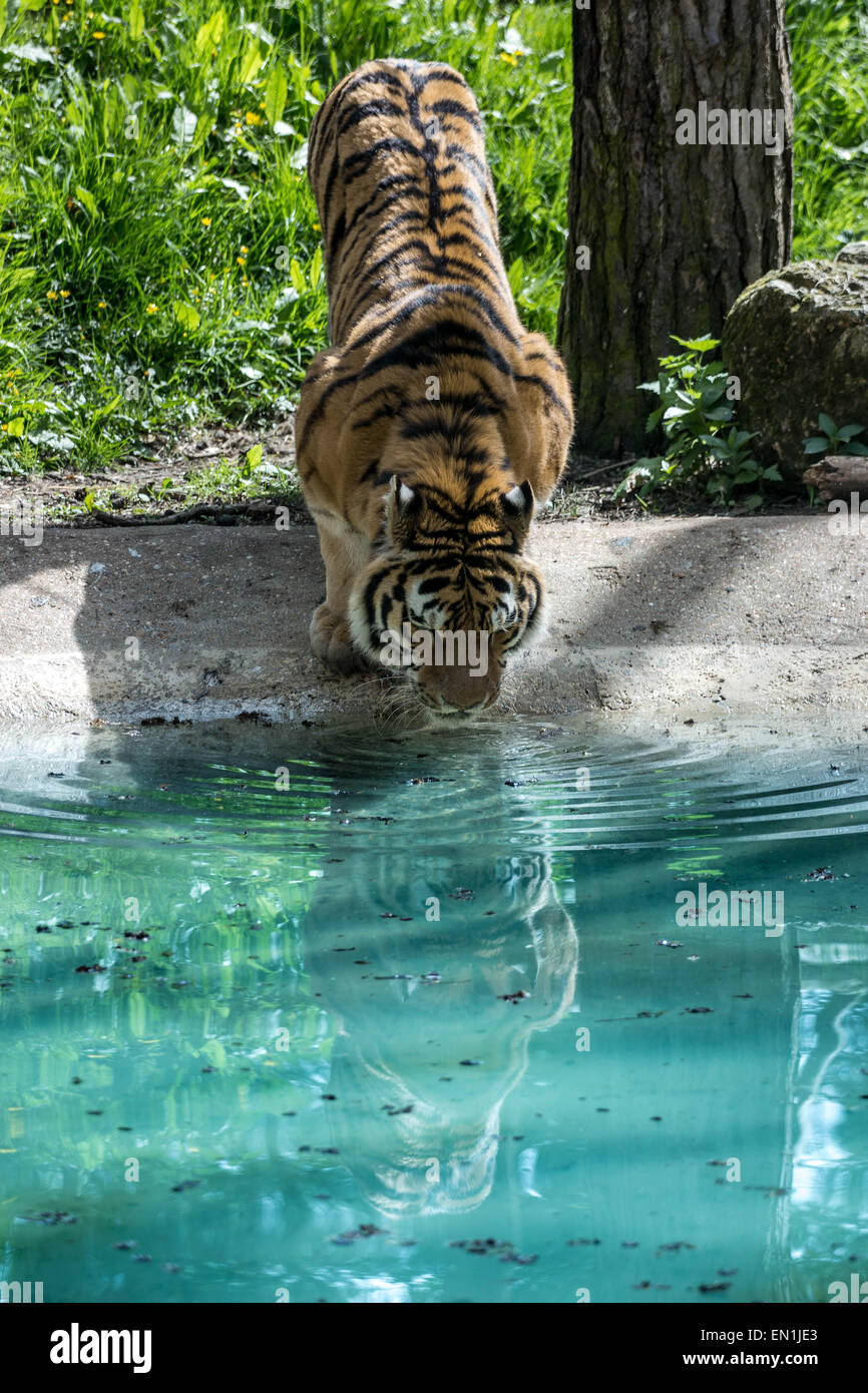 Tiger aus Pool Wasser trinken Stockfoto