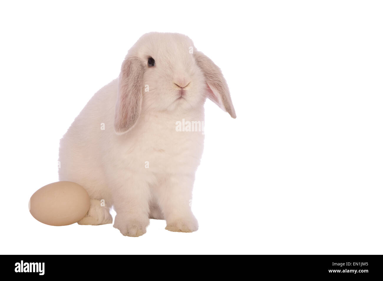 Weiße Mini lop Hase mit ei isoliert auf weißem Hintergrund Stockfoto