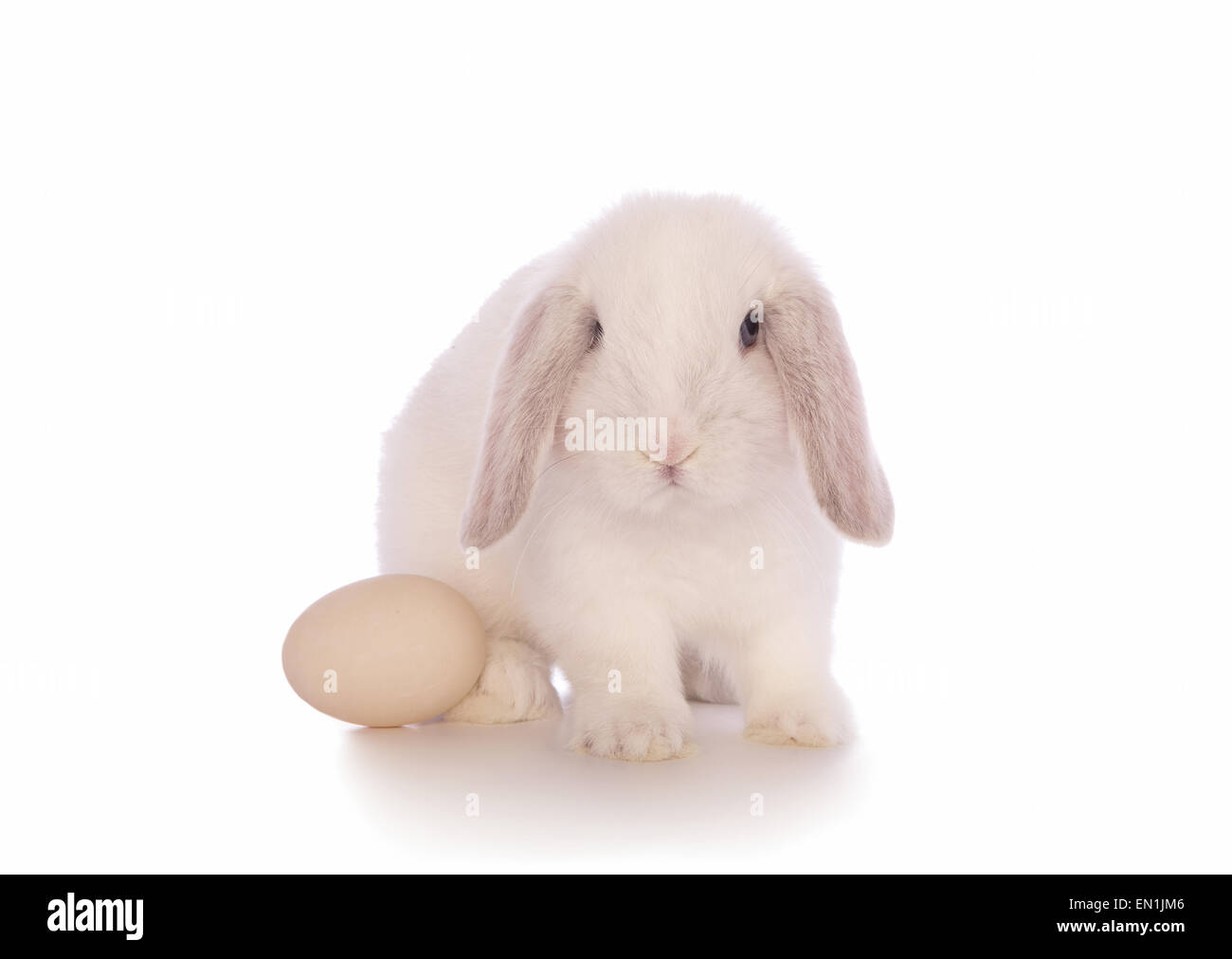 Weiße Mini lop Hase mit ei isoliert auf weißem Hintergrund Stockfoto