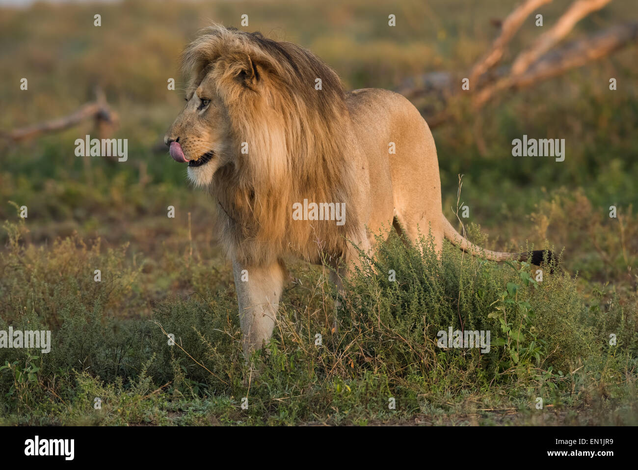 Männlicher Löwe Flehmen Verhalten. Stockfoto