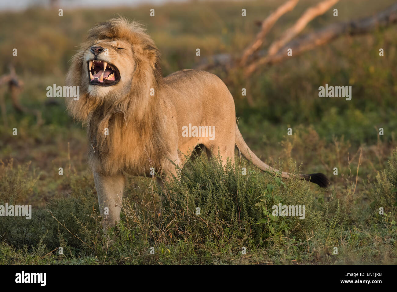 Männlicher Löwe Flehmen Verhalten. Stockfoto