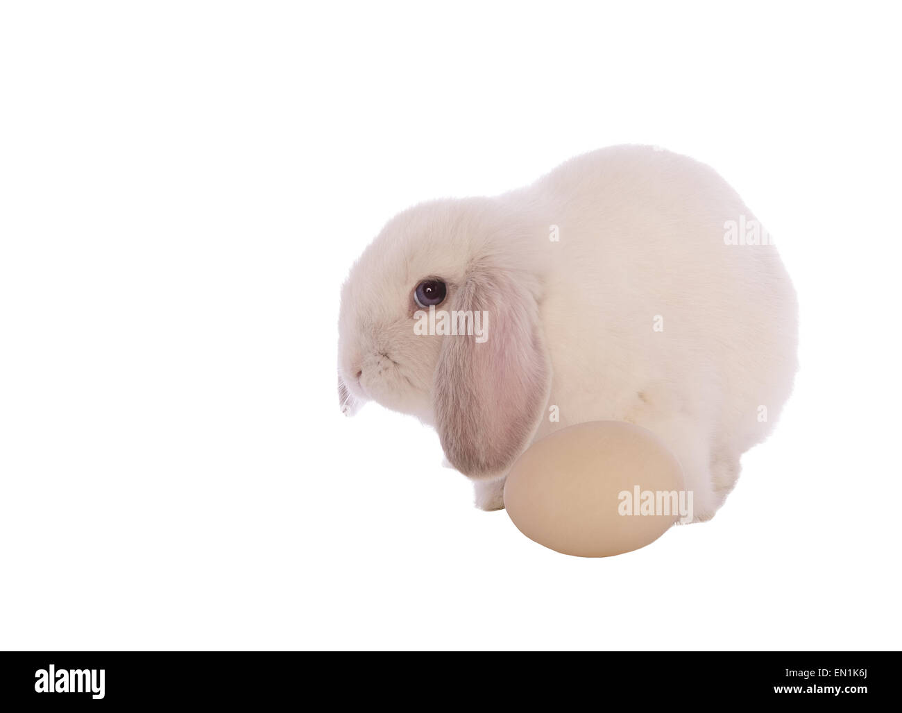 Weiße Mini lop Hase Blick zur Seite mit ei isoliert auf weißem Hintergrund Stockfoto