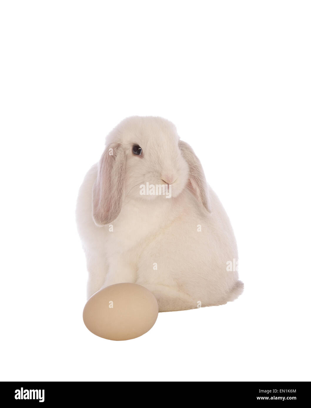 Weiße Mini lop Hase mit großen weißen Ei für Text isoliert auf weißem Hintergrund Stockfoto