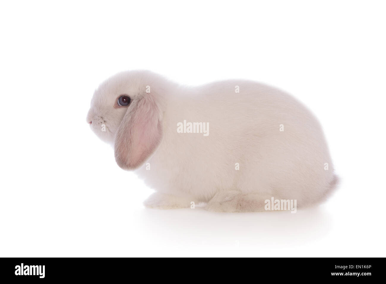 Weiße Mini lop Hase Kaninchen Seitenansicht isoliert auf weißem Hintergrund Stockfoto