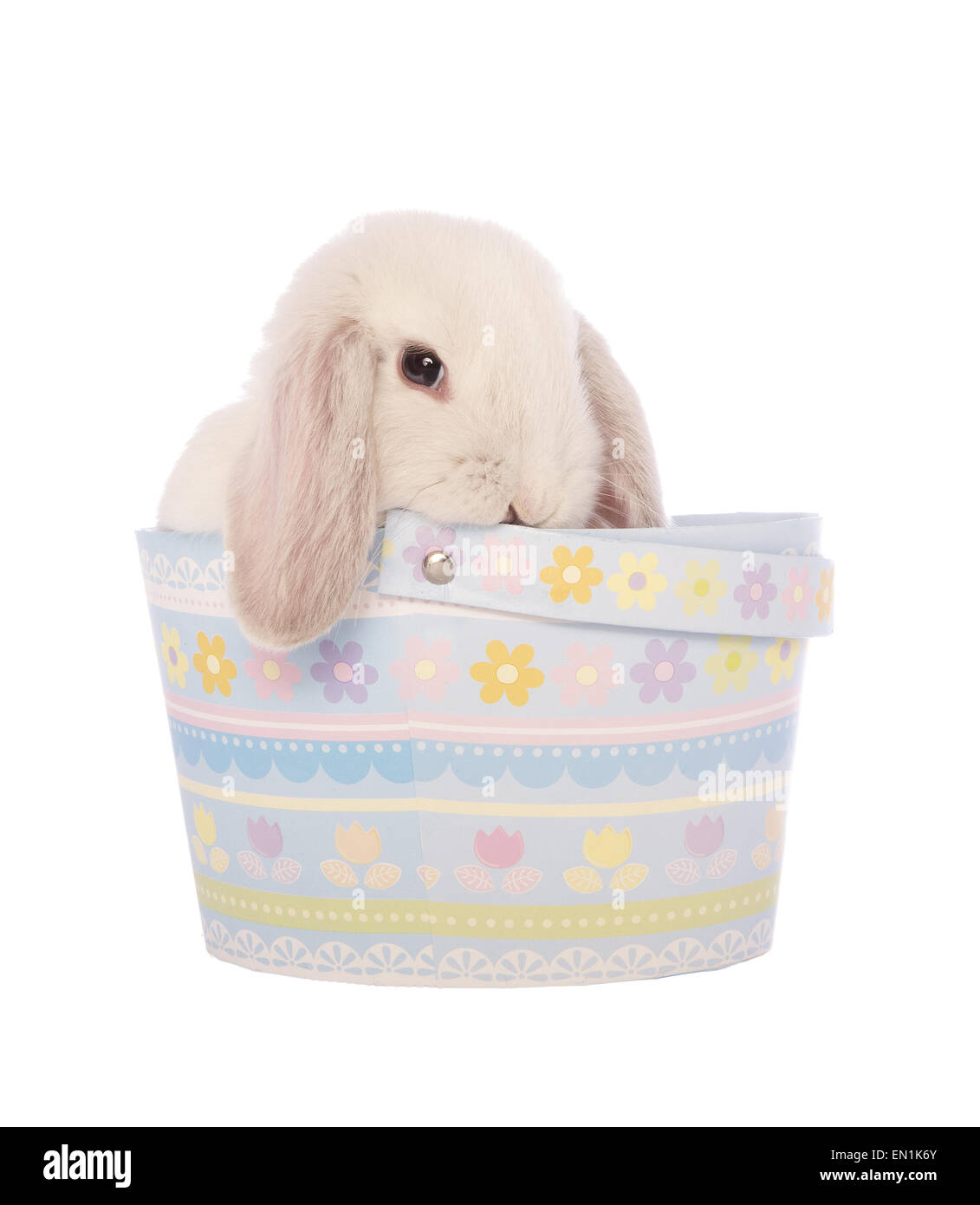 Weiße Mini lop Hase in blau Osterkorb isoliert auf weißem Hintergrund Stockfoto