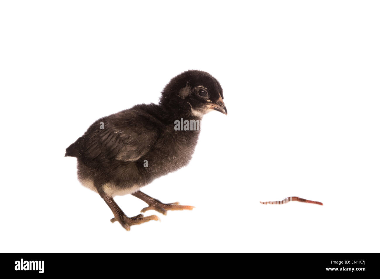 Rumpless Araucana Küken zu essen, einen Wurm, isoliert Stockfoto