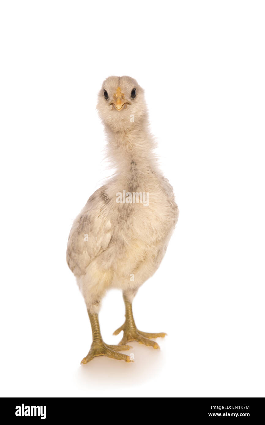 Ameraucana Küken mit dem langen Hals schauen beängstigend isoliert Stockfoto