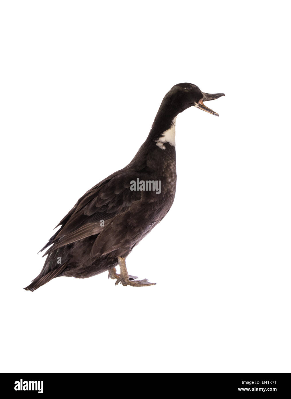 Schwarzes schwedische Huhn Ente Seitenansicht mit weit offenem Mund Stockfoto