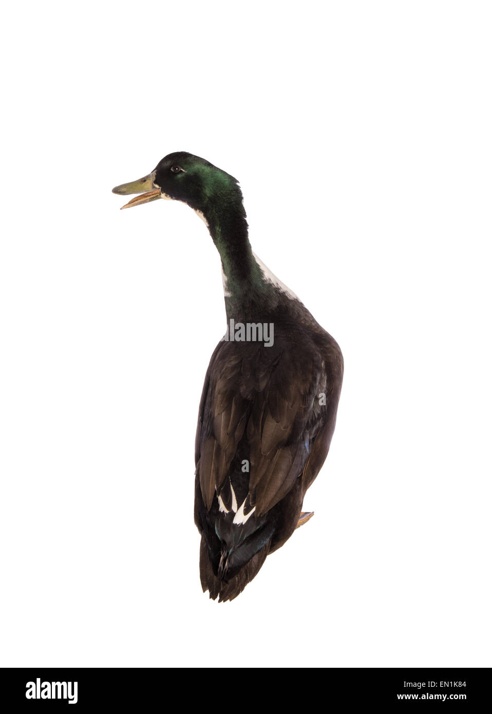 Schwedische Black duck Rückansicht mit offenem Mund isoliert Stockfoto