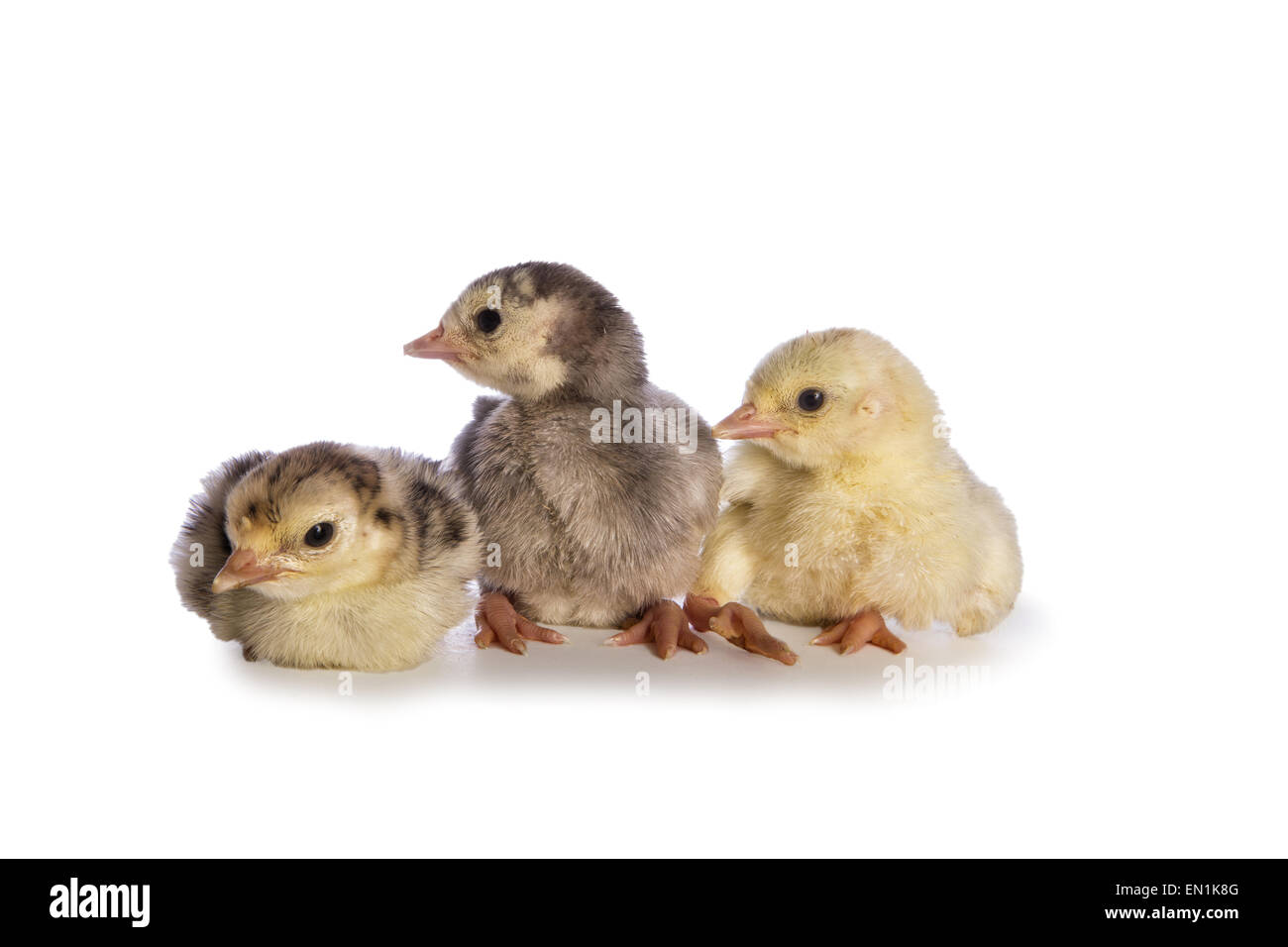 Drei Putenkücken isoliert auf weißem Hintergrund Stockfoto