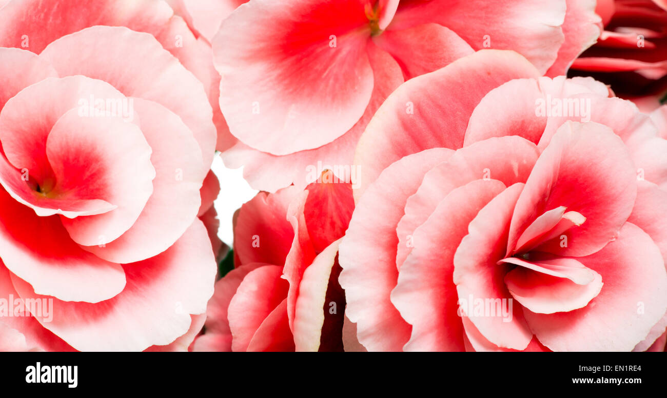 Nahaufnahme Detail Bouquet von rosa Begonie Blüte Köpfe Ideal für Hintergründe Stockfoto
