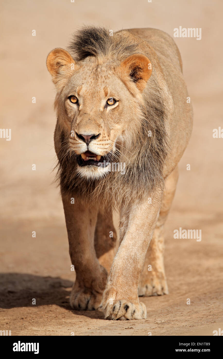 Männlichen afrikanischen Löwen zu Fuß (Panthera Leo), Kalahari-Wüste, Südafrika Stockfoto