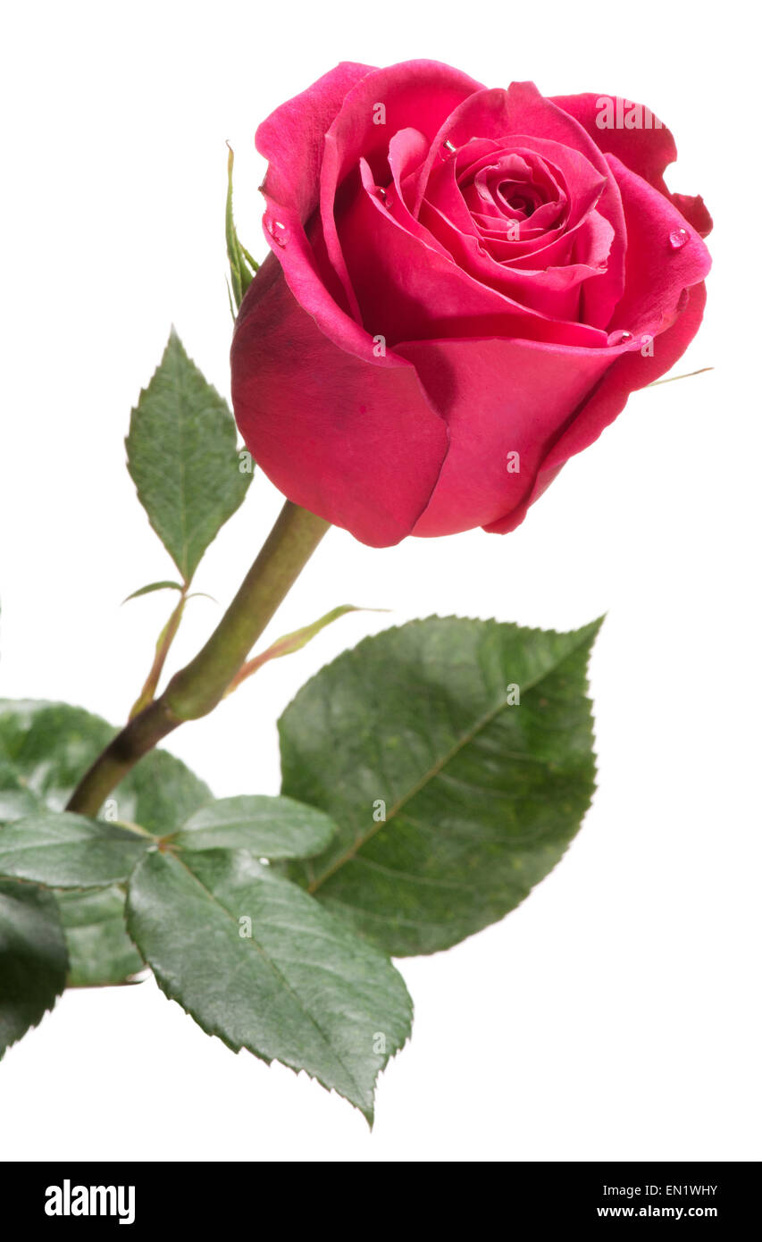 Einzelne rote rose, isoliert auf weiss symbolisch für Liebe und Romantik, Valentinstag, Muttertag oder ein Jubiläum Stockfoto