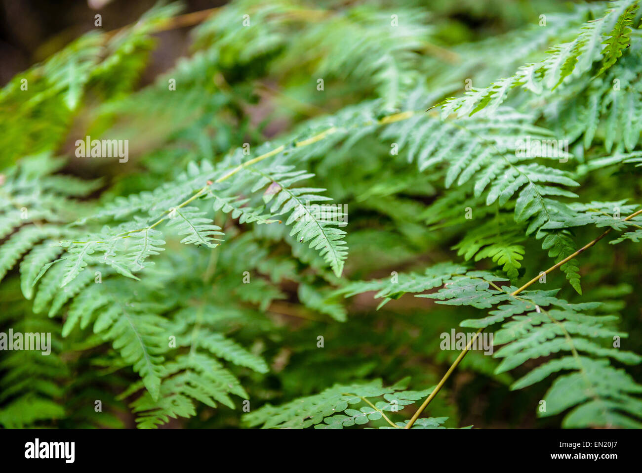 flüssigdünger für kirschlorbeer Kirschlorbeer Dünger main image 1