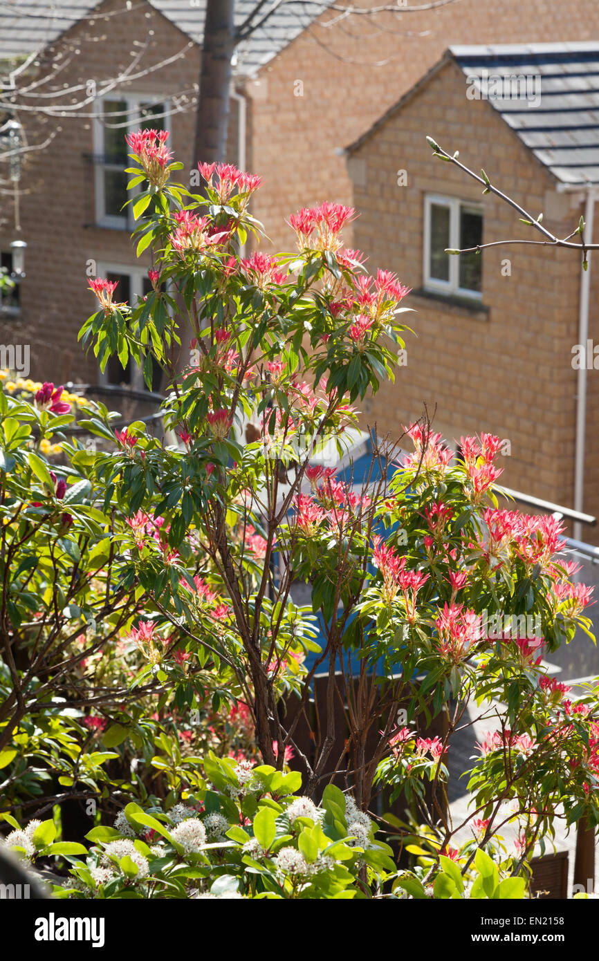 Pieris, wächst in einem städtischen Garten, Sowerby Bridge, West Yorkshire Stockfoto