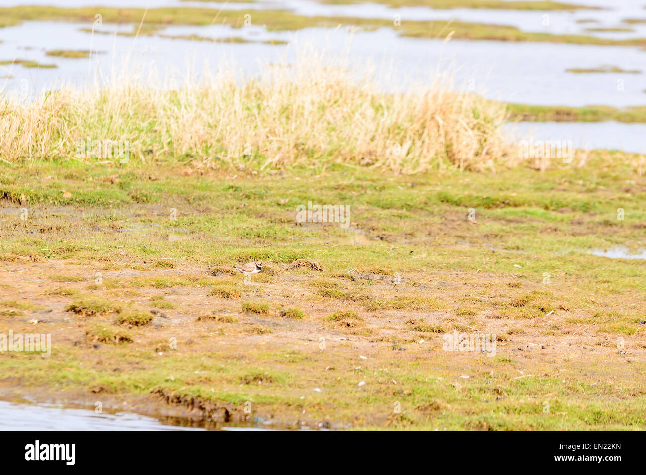 Sandregenpfeifer Charadrius hiaticula Auch bekannt als Flussregenpfeifer Regenpfeifer. Hier in seiner natürlichen Lebensraum der offenen Groun gesehen Stockfoto