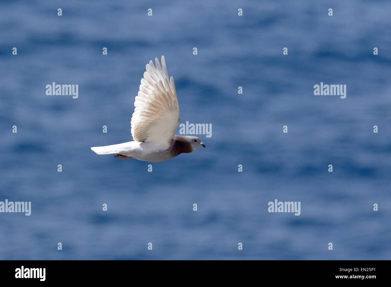 Taube fliegen über das Meer Stockfoto