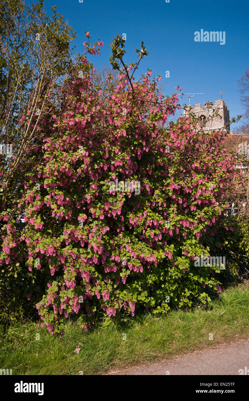 Rot blühende Johannisbeere Strauch Ribes Sanguineum Stockfoto