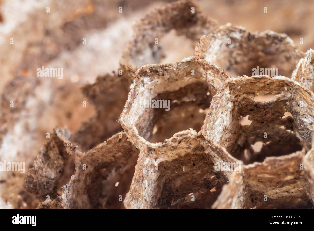 Wespen nest Stockfoto
