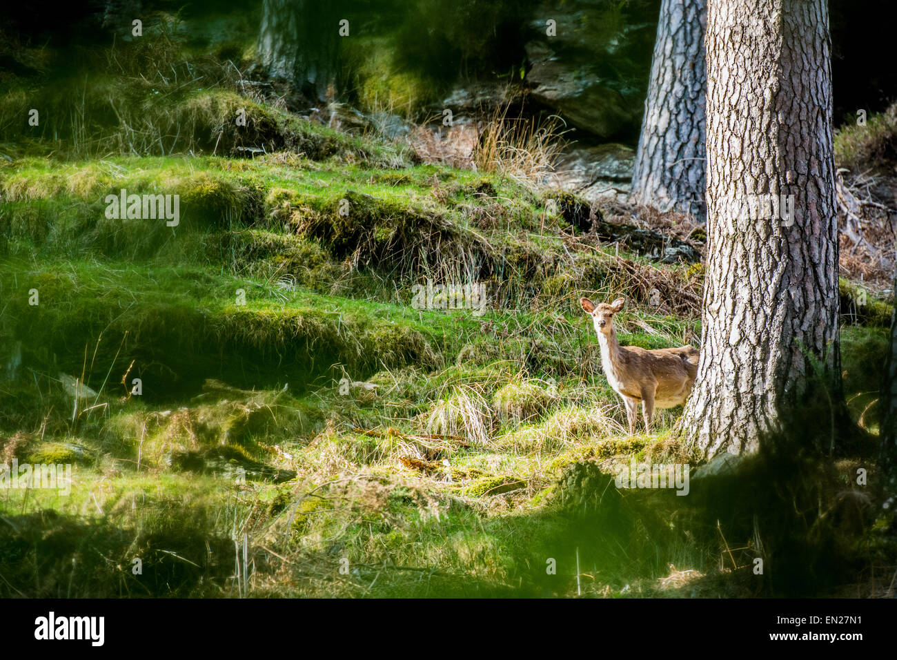 Einsamer Hirsch halb versteckt in den Wäldern im Abendlicht Stockfoto